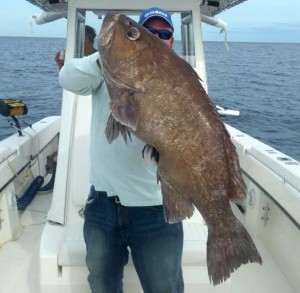 Capt. Kevin Sneed of Rigged & Ready Holden Beach Charters shows off a giant Grouper he just caught. Capt. Kevin Sneed of Rigged & Ready Holden Beach Charters shows off a giant Grouper he just caught.